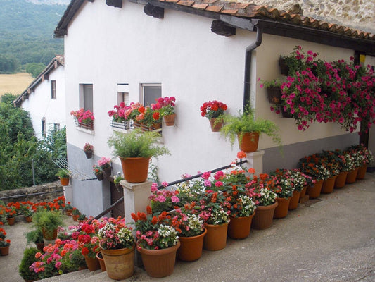 Add a Touch of Green with Planters and Pots